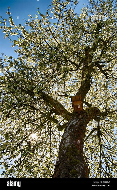 Old apple tree Stock Photo - Alamy