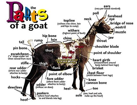 Goat Anatomy : GoatWeb