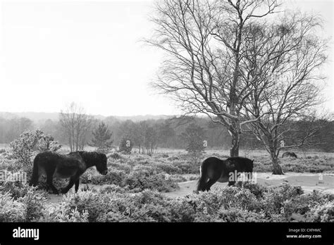 Sutton Coldfield park in snow Stock Photo - Alamy