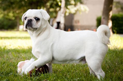 Pug - Puppies, Rescue, Pictures, Information, Temperament, Characteristics | Animals Breeds