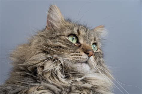 Maine Coon Ragdoll Mix: A wonderful companion - Feline Paws