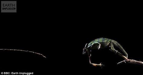 The amazing acrobatics of a chameleon tongue revealed in slow motion ...