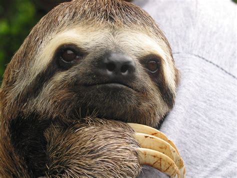 50 Funny Sloth Facts! LOL! • Random Facts for Kids