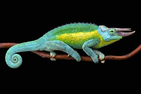 Why And How Chameleons Change Their Color