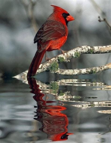 616 best Red Cardinal images on Pinterest | Beautiful birds, Cardinal ...