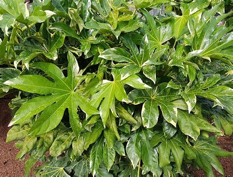 Japanese Aralia Guide: How to Grow & Care for "Fatsia japonica"