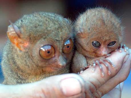 Gremlin or Tasier? Tiny, Big-Eyed Primate - Baby Animal Zoo