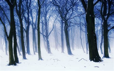 Winter forest scenery, fog, trees, branches, white snow wallpaper | nature and landscape ...