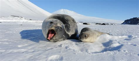 The Weddell Seal | Critter Science