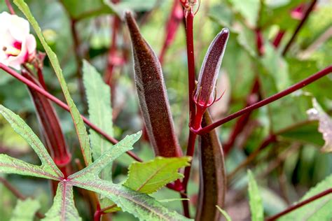 How to Grow Okra