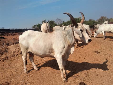 Dairy cattle breeds - Save Indian Cows | Save Cows | Donate to Save Cows