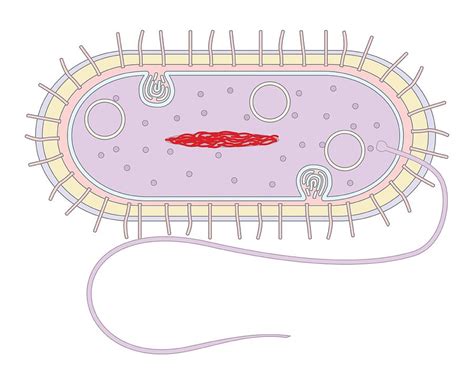 bacterial cell diagram and functions