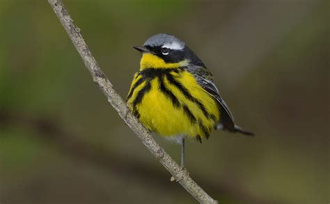 Magnolia Warbler "Dendroica magnolia" | Boreal Songbird Initiative