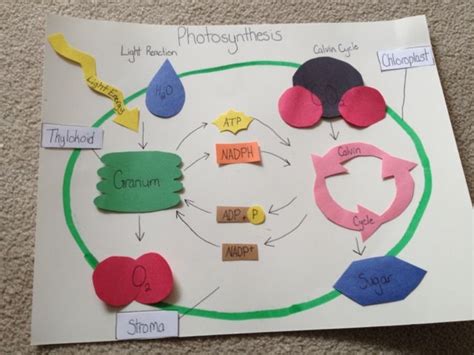 photosynthesis and cellular respiration poster project examples ...