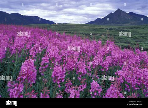 North America, Canada, Yukon. Fireweed blooms at Black Fork Pass in Olgilvie Mountains Stock ...
