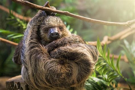 Sleeping Sloth Stock Photo - Download Image Now - iStock