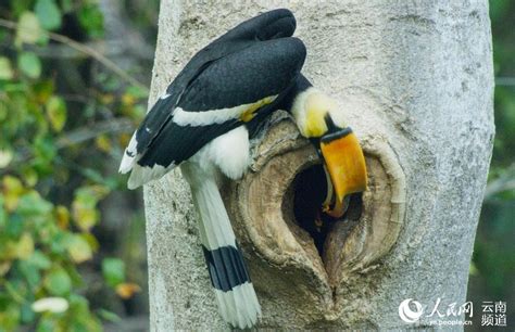 Chinese photographers capture rare pictures of great hornbill sealing ...