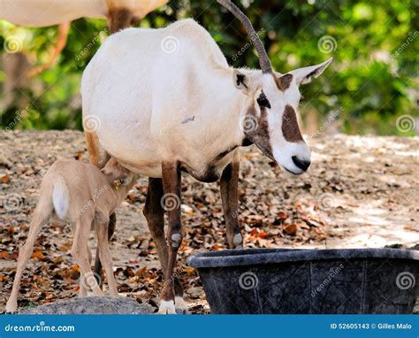 Arabian Oryx Feeding Baby in Zoo Stock Image - Image of habitat, metro ...