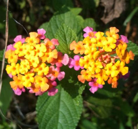 Pink and yellow dainty Coronitas (Spanish name) - found in the hills of ...