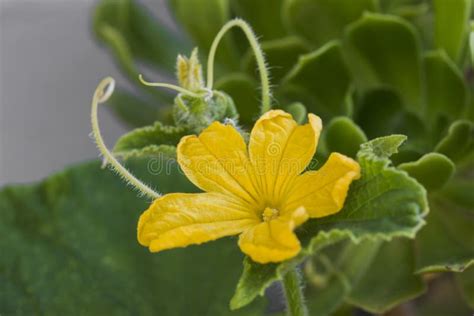 Cucumber Plant Growing with Yellow Flower Close Up Stock Image - Image ...