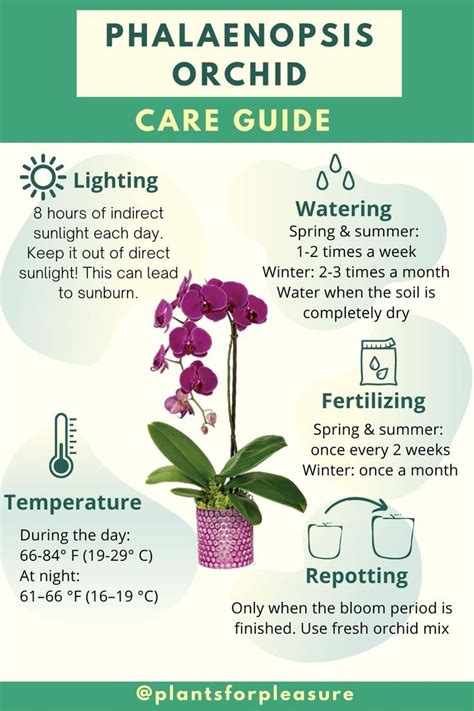 Phalaenopsis orchid care guide – Artofit