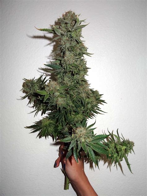 What is the Optimal Height for Cannabis Plants? | Grow Weed Easy