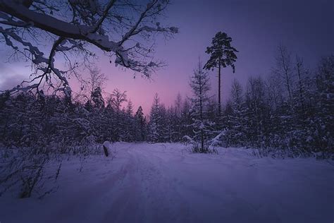 HD wallpaper: winter, forest, snow, trees, branches, Russia, The ...