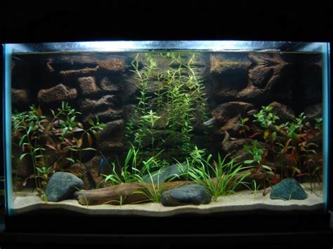 Live Plants For Fish Tank on Sale | www.dvhh.org