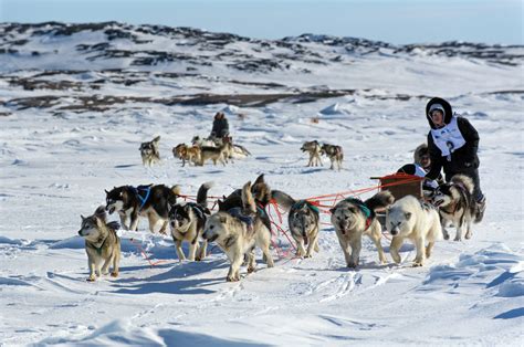 Annual race aimed at reviving Inuit dog sledding tradition set to kick ...