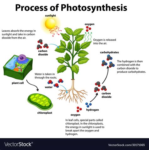 Photosynthesis Diagram For Class 7