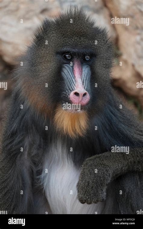 A mandrill monkey Stock Photo - Alamy