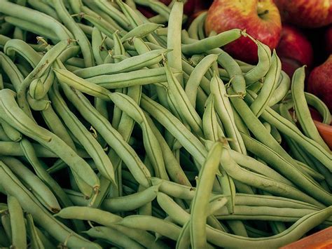 How to Grow French Beans in a Greenhouse? | Greenhouse Emporium