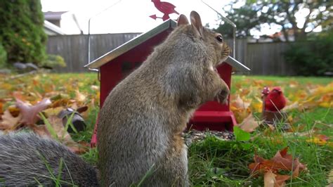 October Squirrels and Blue Jays - October 13, 2020 - YouTube