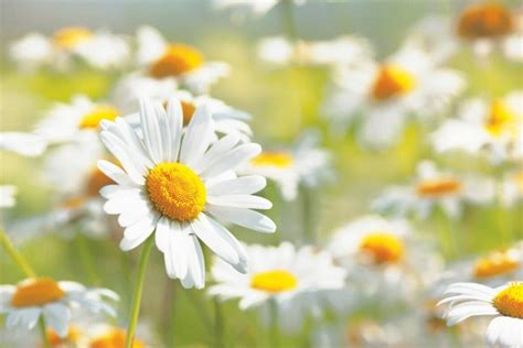 Golden Blooms of Tranquility: The Symbolism of Chamomile Flowers - Petal Republic