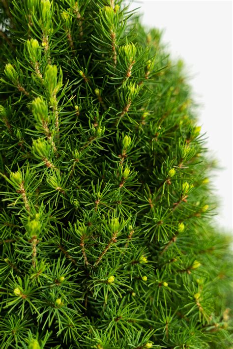 Dwarf Alberta Spruce For Sale Online | The Tree Center