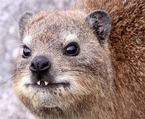 Hyrax - Alchetron, The Free Social Encyclopedia