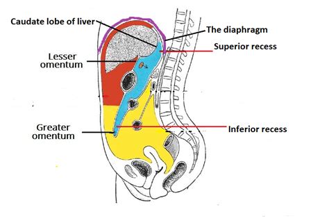 easyhumanatomy: Summary of lesser sac : lecture note