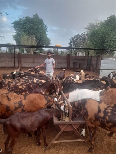 Brown Sirohi Goat Breed at Rs 250/kg in Nagaur | ID: 23686817297