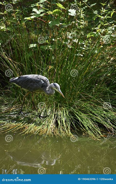 Great blue heron. stock photo. Image of migration, bird - 190463396