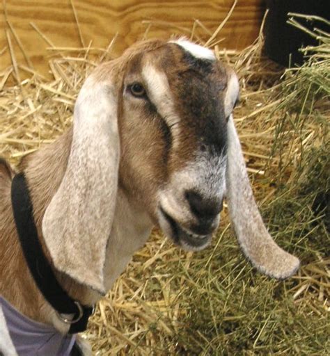 18 Best Goat Breeds for Milk and Meat Production