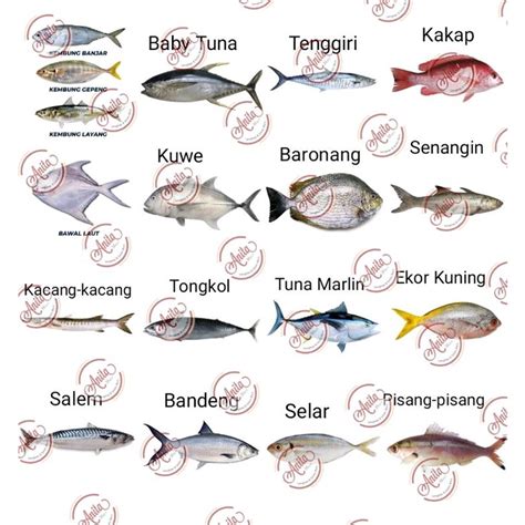 Klasifikasi Dan Morfologi Ikan Baronang Ikan Dan Laut | The Best Porn ...