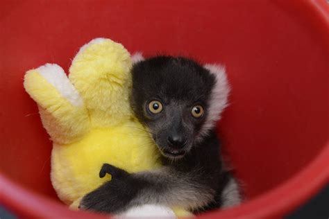 A Baby Black and White Ruffed Lemur clinging to its toy :) | Cute ...