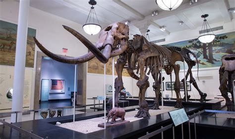 Mastodons traveled vast distances across North America to adapt to climate change, says new ...