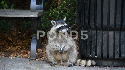 Raccoons (Procyon lotor) eating garbage or trash in a can invading the ...