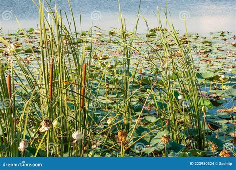 The Plants in Natural Wetlands in the Tropics. Stock Photo - Image of ...