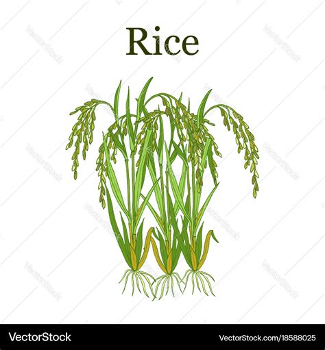 Rice plant Royalty Free Vector Image - VectorStock