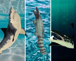 Megalodon Vs. Mosasaurus Vs. Liopleurodon Battle