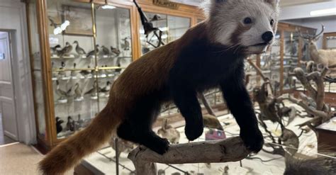 New Specimen: The Red Panda at the Victor Brun Natural History Museum (Montauban) | Tarn-et ...