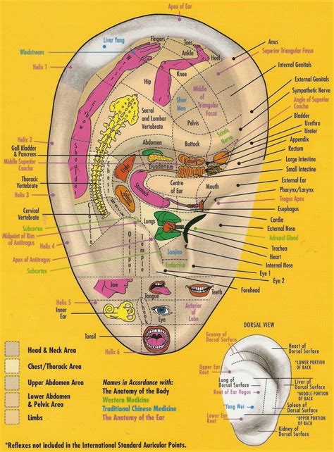 Ear reflexology: essential oils books chart. | Ear reflexology, Reflexology, Reflexology chart