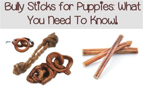 What You NEED to Know about Buying Bully Sticks for Puppies - DogVills